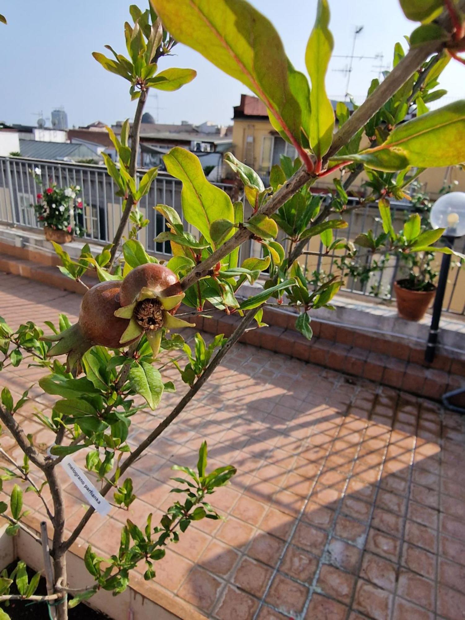 La Terrazza Delle Fate Hotel Napoli Ngoại thất bức ảnh